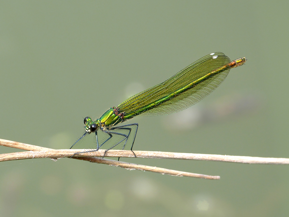 Weibliche gebänderte Prachtlibelle ( Calopteryx splendens )