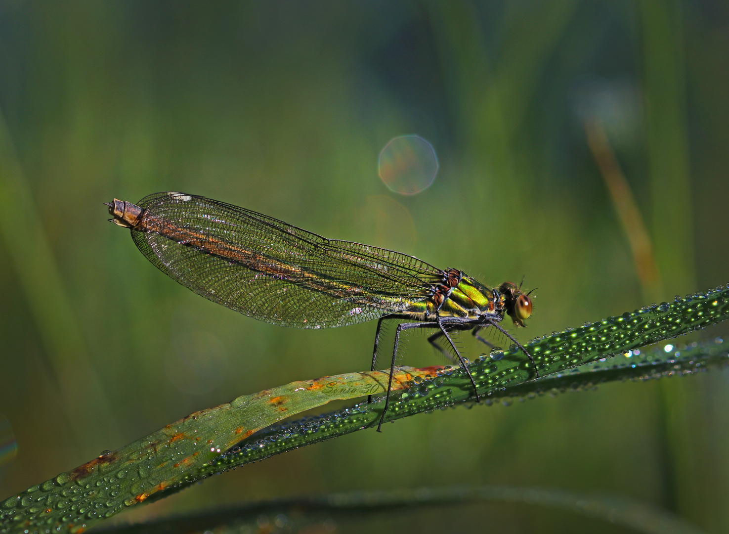 Weibliche Gebänderte Prachtlibelle Goldgrün  (Calopteryx splendens) 05.09.2020 Aumühle 