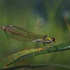 Weibliche Gebänderte Prachtlibelle Goldgrün  (Calopteryx splendens) 05.09.2020 Aumühle 