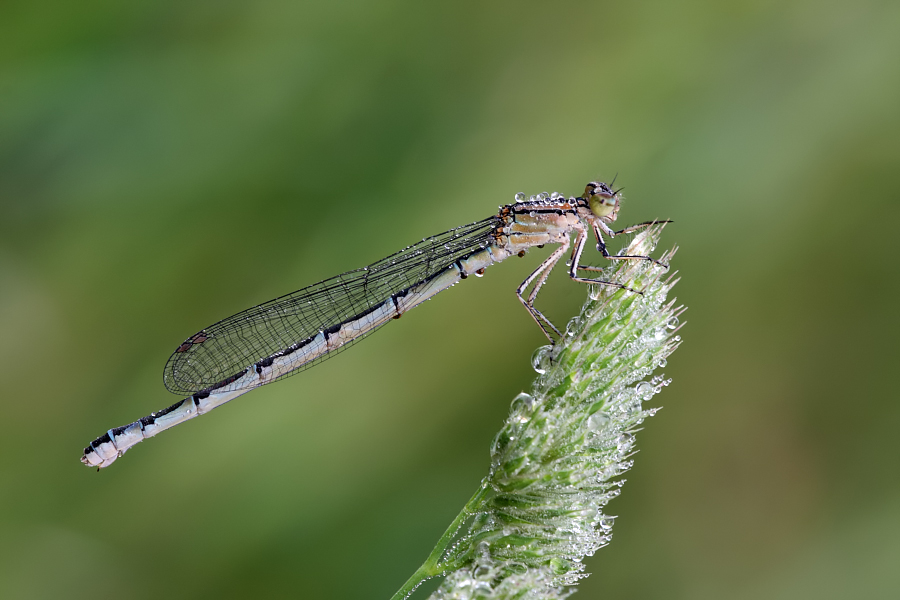 weibliche Gemeine Becherjungfer (Enallagma cyathigerum)