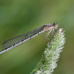 weibliche Gemeine Becherjungfer (Enallagma cyathigerum)