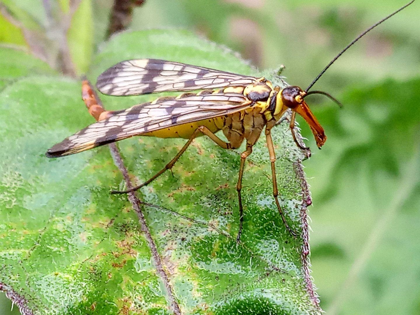 weibliche Gemeine Scorpionfliege