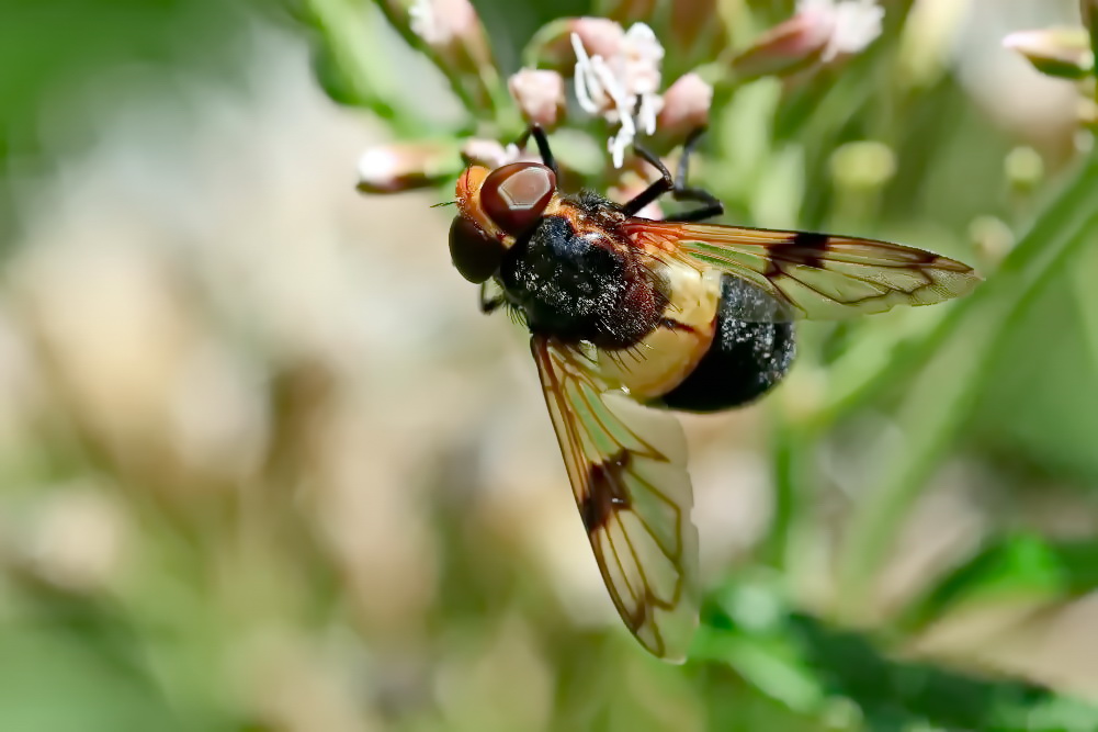 weibliche Gemeine Waldschwebfliege