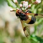 weibliche Gemeine Waldschwebfliege