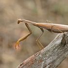 Weibliche Gottesanbeterin (Mantis religiosa)