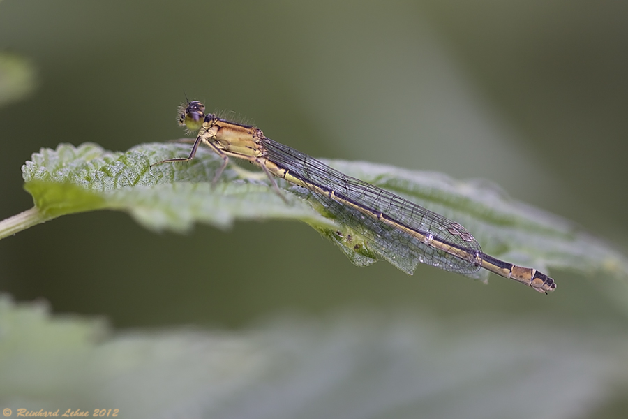 Weibliche Große Pechlibelle  f. infuscans-obsoleta