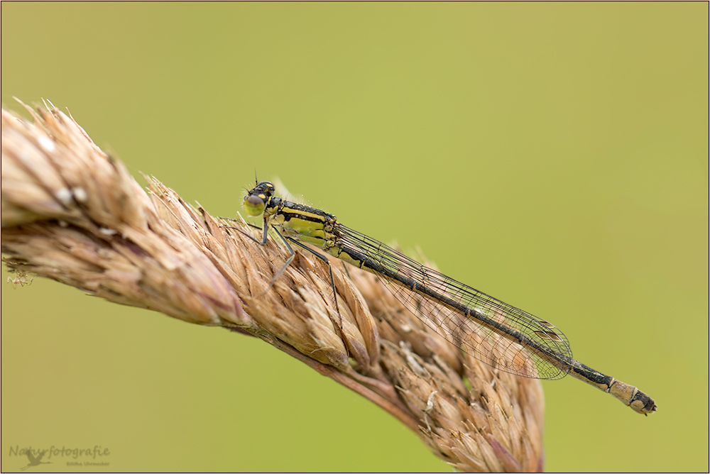 weibliche grosse pechlibelle  ( infuscans-obsoleta )