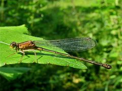 Weibliche Große Pechlibelle (Ischnura elegans) . . . FÜR aNette und ihre a- netten Kommentare!