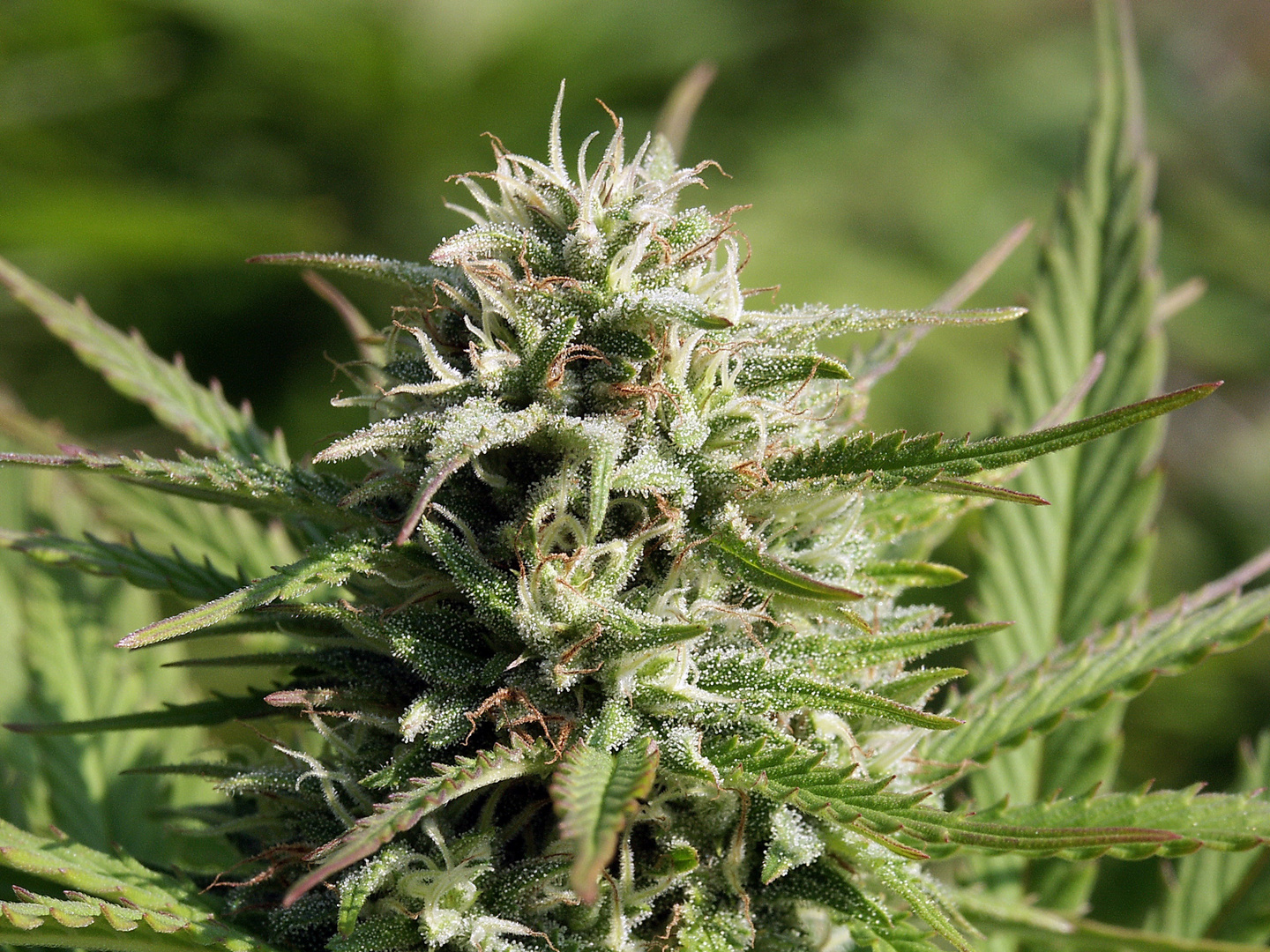 Cannabispflanze Wikipedia Cannabispflanze Wikipedia