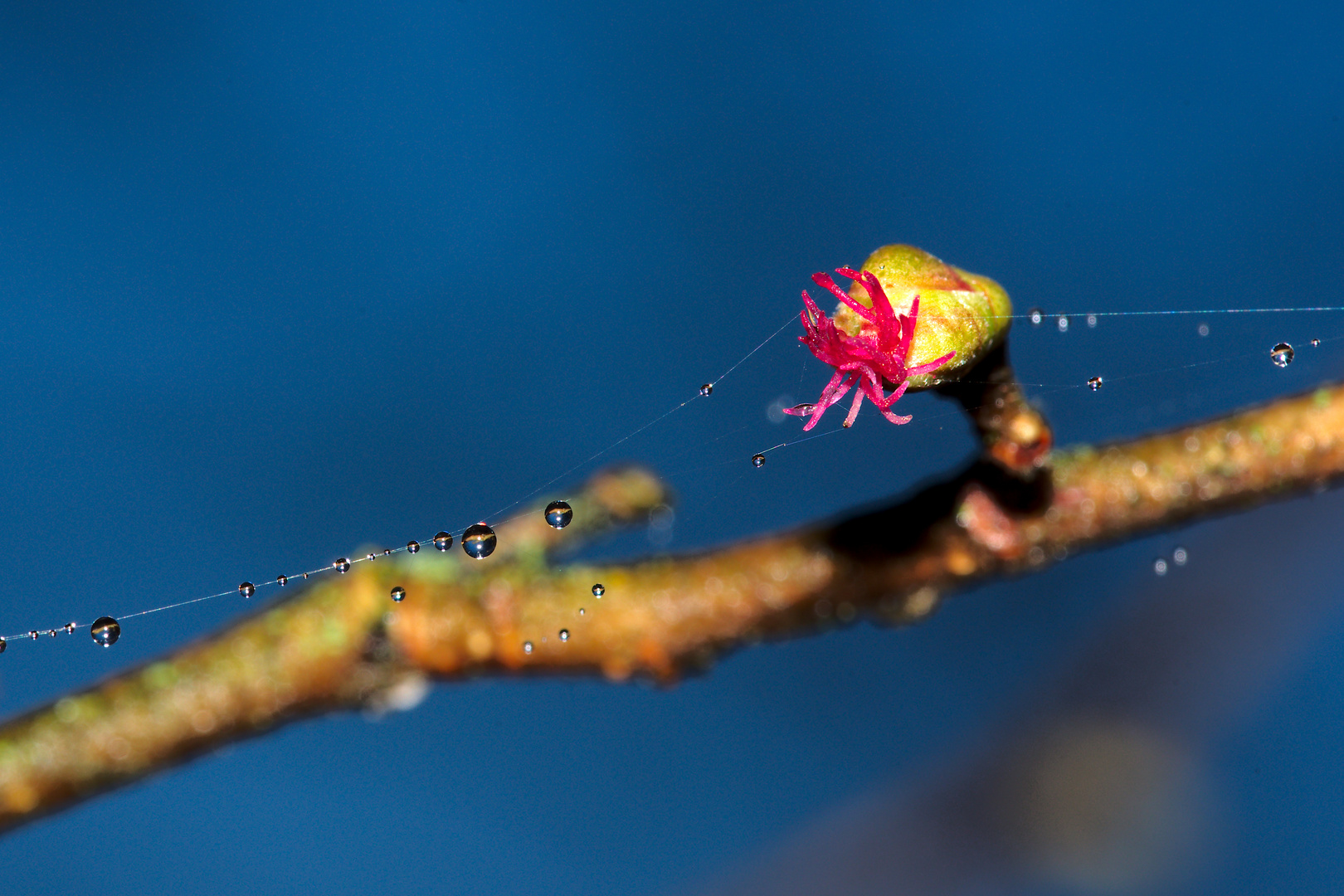 weibliche Haselblüte im Morgentau 