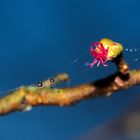 weibliche Haselblüte im Morgentau 