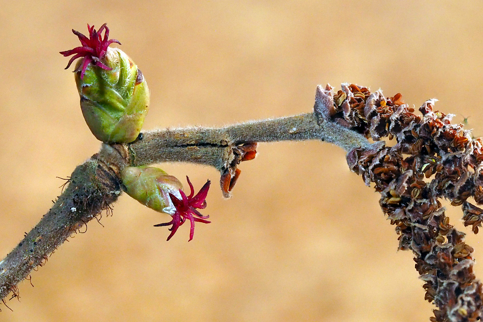 Weibliche Haselnuss-Blüte