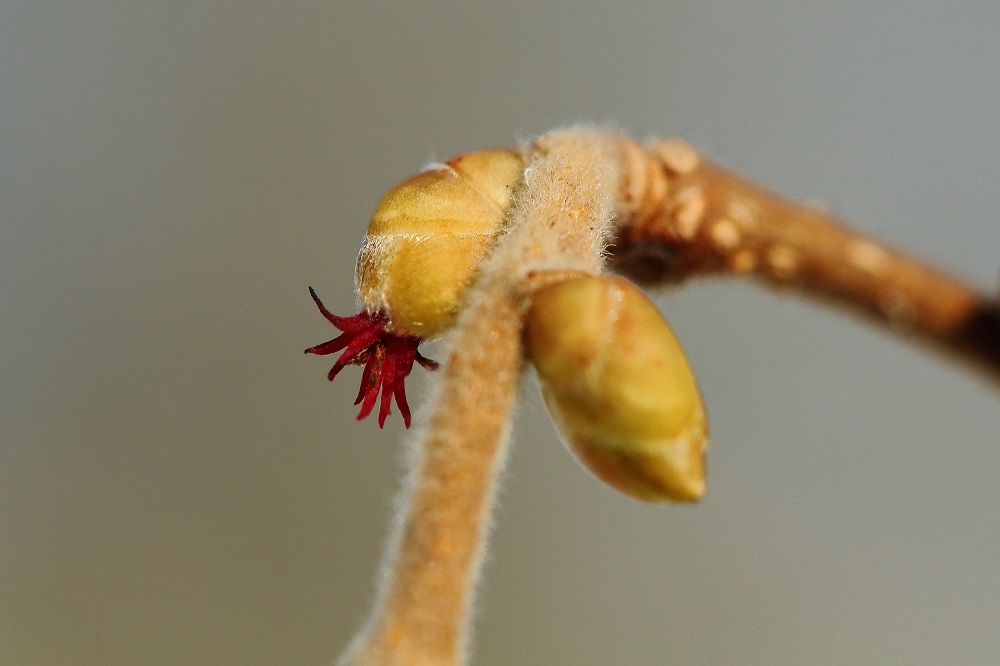 weibliche Haselnußblüte