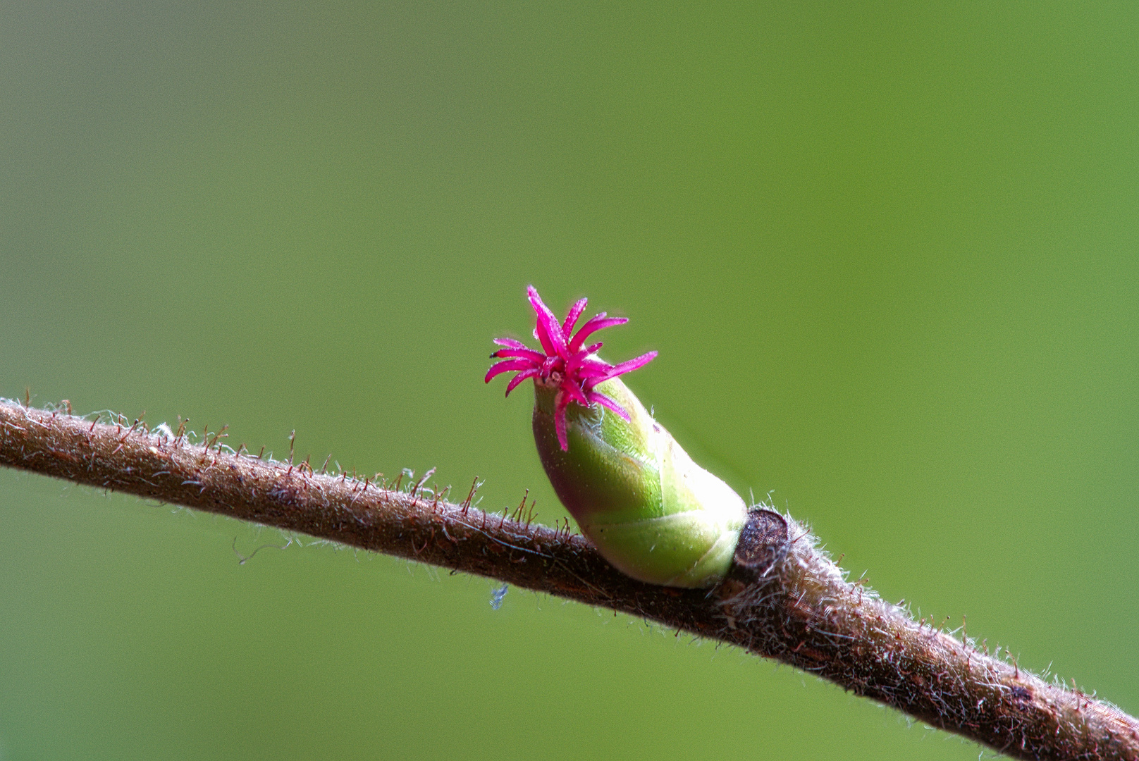 weibliche Haselnussblüte