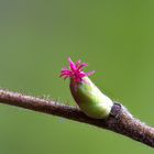 weibliche Haselnussblüte