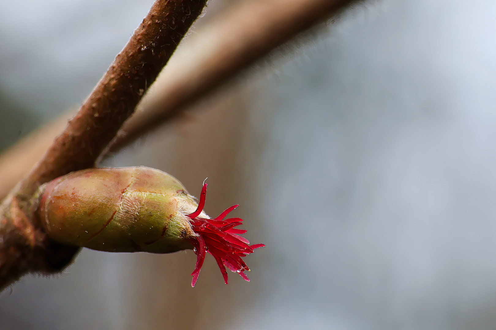 weibliche Haselnussblüte