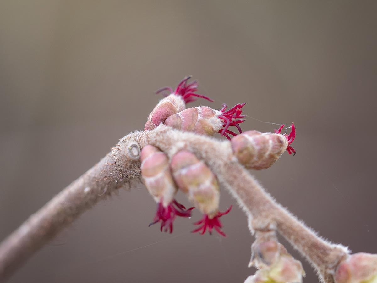 Weibliche Haselnussblüten