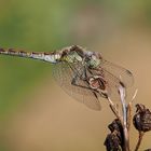 Weibliche Heidelibelle