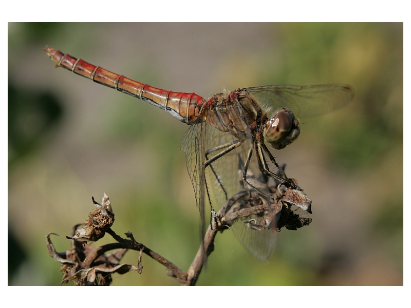 Weibliche Heidelibelle beim Sonnenbad