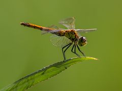 Weibliche Heidelibelle