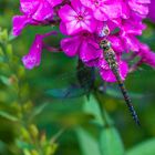 weibliche Herbst-Mosaiklibelle