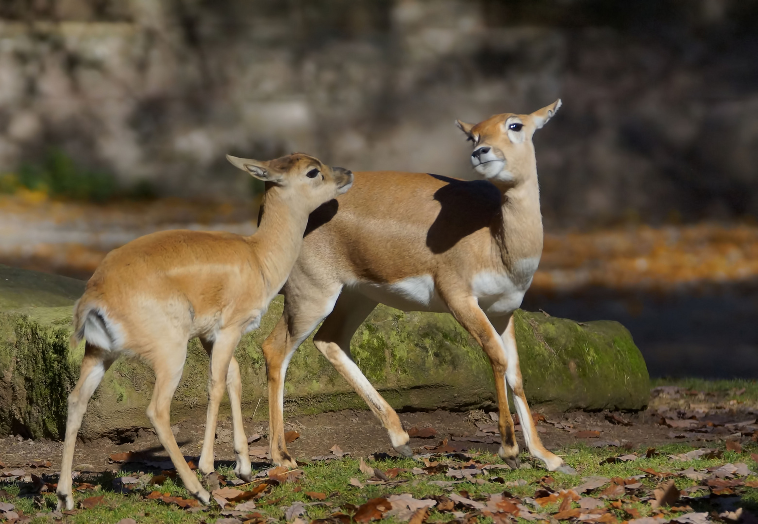 Weibliche Hirschziegenantilope