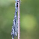 Weibliche  Hufeisen-Azurjungfer( Conagrion puella)