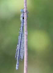 Weibliche  Hufeisen-Azurjungfer( Conagrion puella)