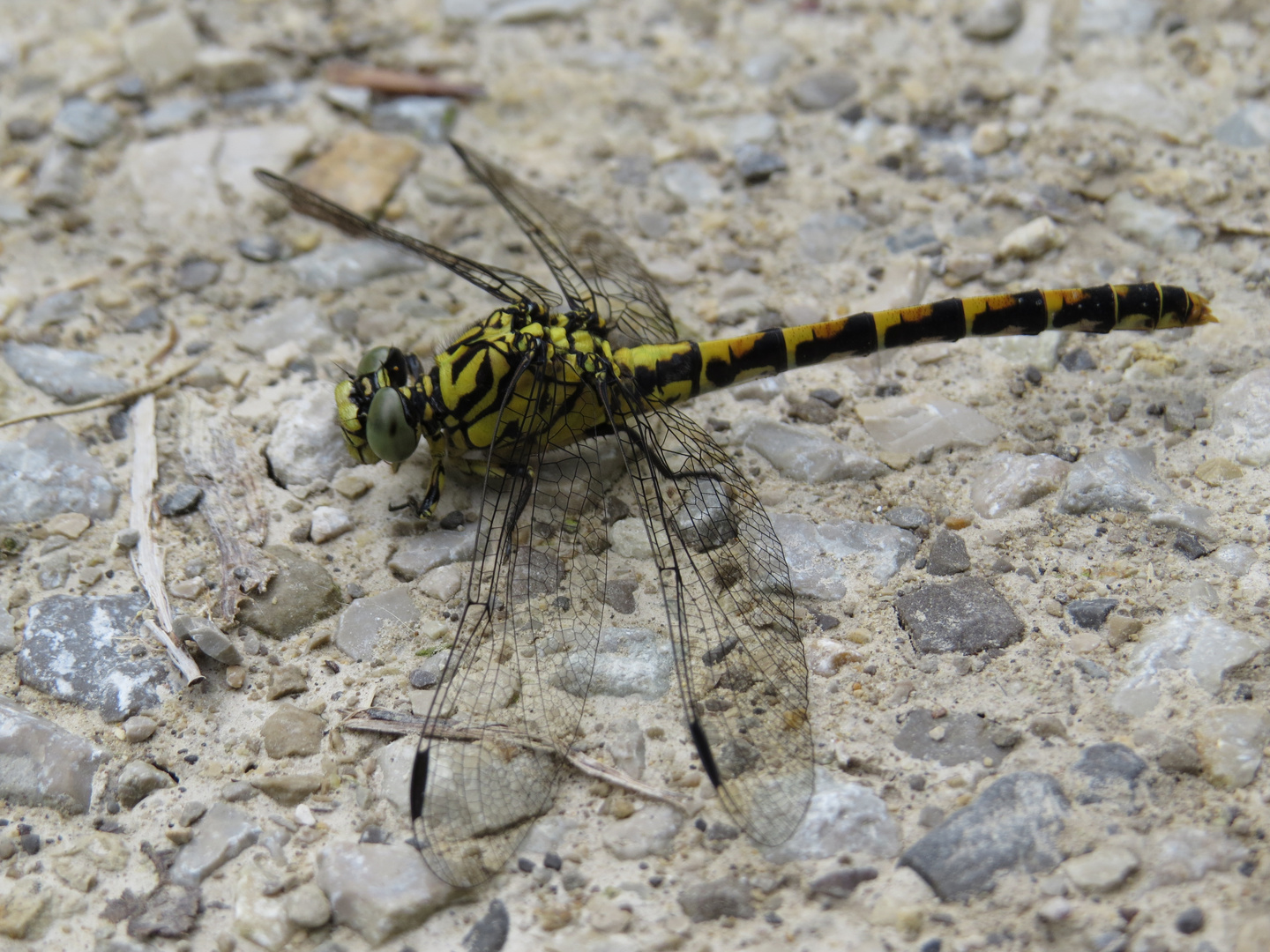 Weibliche "Kleine Zangenlibelle" (Onychogomphus forcipatus)