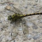 Weibliche "Kleine Zangenlibelle" (Onychogomphus forcipatus)