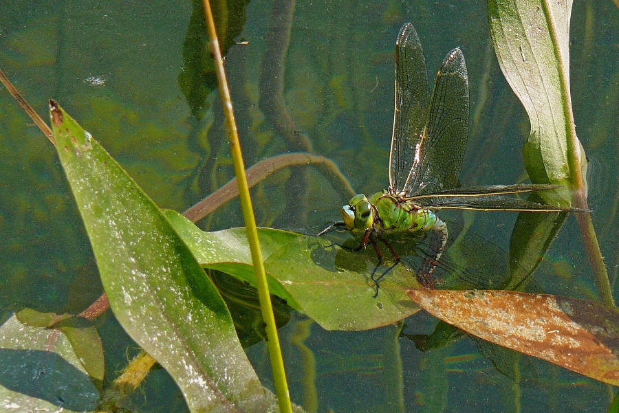 Weibliche Königslibelle