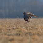 Weibliche Kornweihe (Circus cyaneus) ...