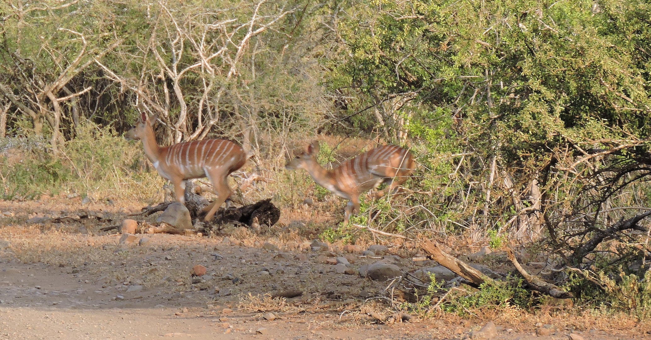 Weibliche Kudu Antilopen