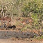 Weibliche Kudu Antilopen