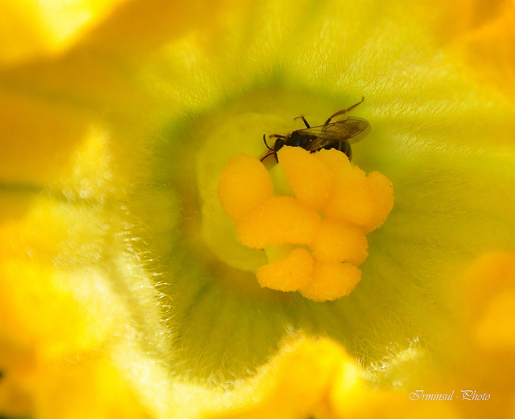 Weibliche Kürbisblüte