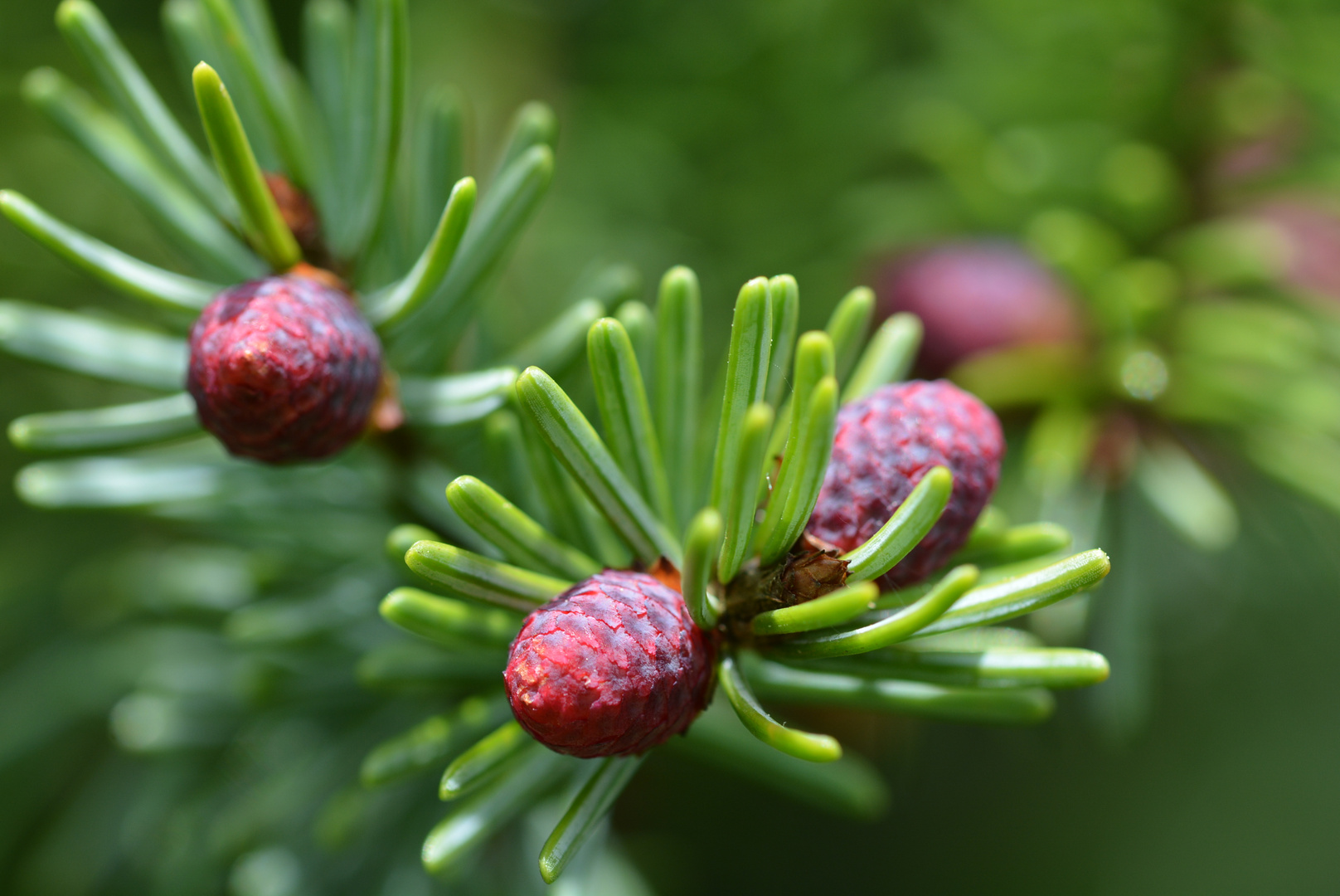 Weibliche Lärchenzapfen während der Blüte