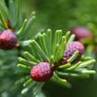 Weibliche Lärchenzapfen während der Blüte