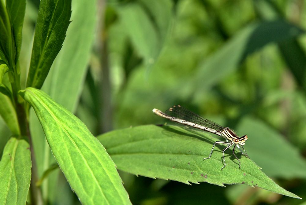 Weibliche Libelle