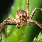 Weibliche Listspinne 