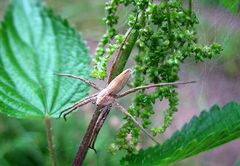 Weibliche Listspinne in ihrer typischen Ruhestellung