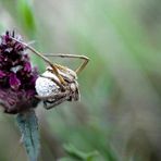 weibliche Listspinne mit Kokon