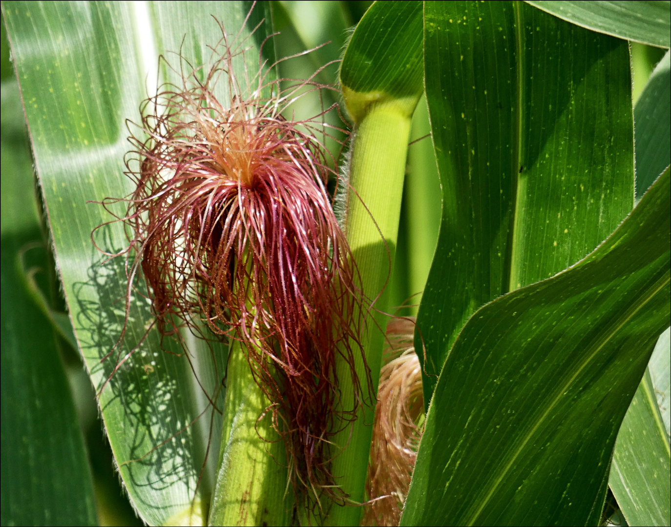 Weibliche Maisblüte