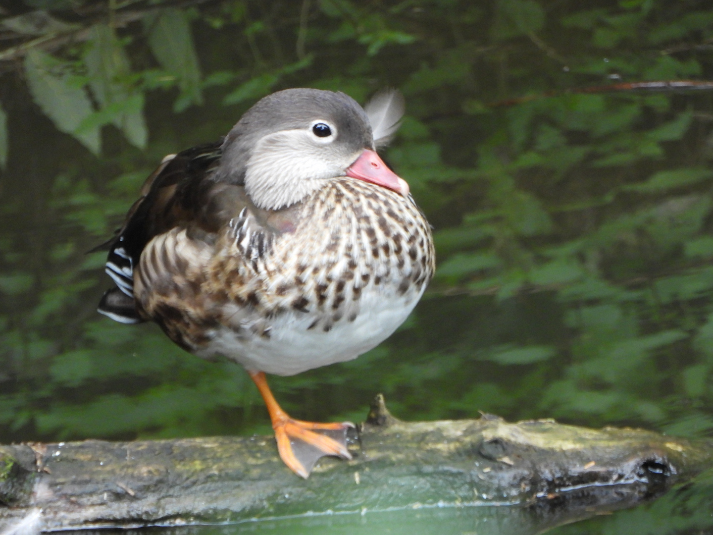 weibliche Mandarin-Ente ......