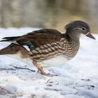 Weibliche Mandarinente im Schnee