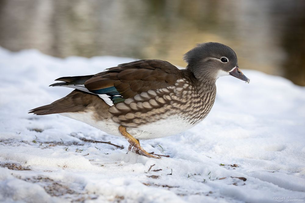 Weibliche Mandarinente im Schnee