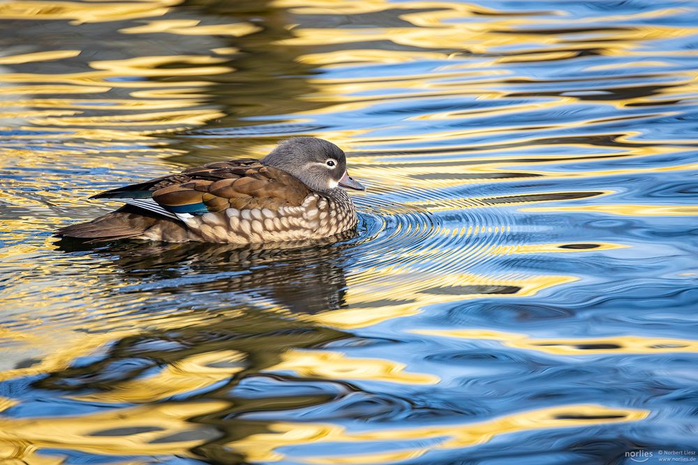 Weibliche Mandarinente im Wasser