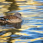 Weibliche Mandarinente im Wasser