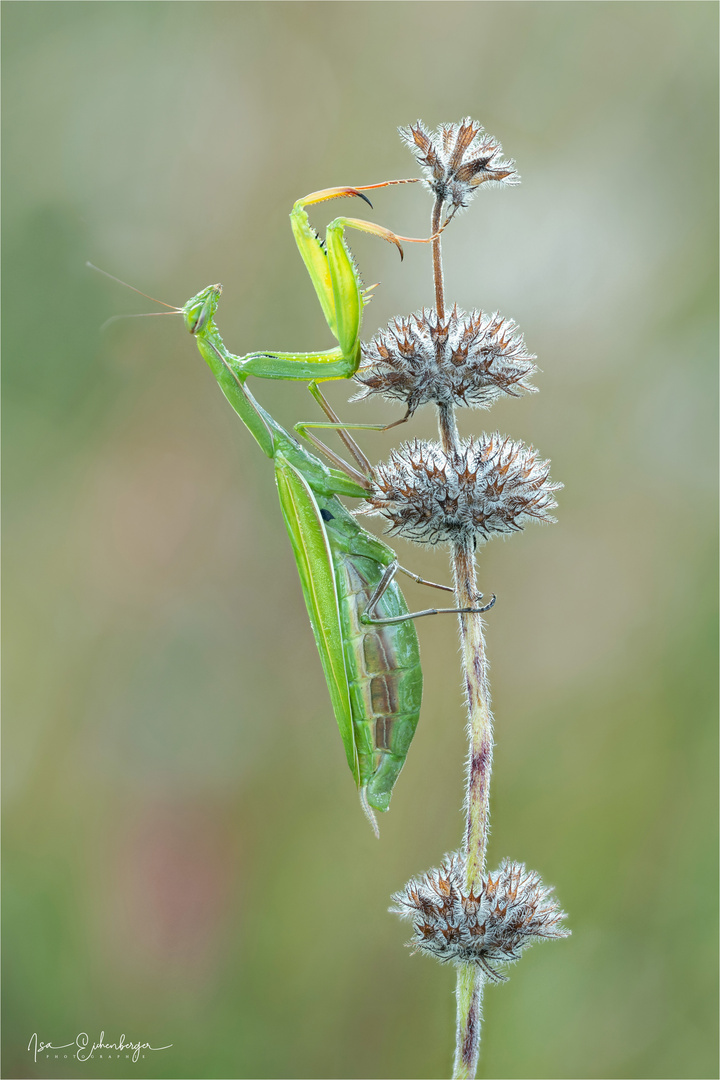 Weibliche Mantis religiosa