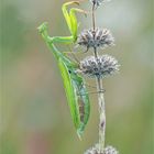 Weibliche Mantis religiosa