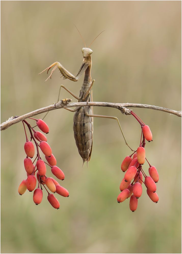 weibliche Mantis religiosa